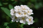 20150513コデマリ	小手毬	Spiraea cantoniensis	4～5月