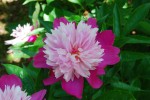 シャクヤク	芍薬	Paeonia lactiflora	5～6月