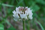 20150513シロツメクサ	白詰草	Trifolium repens	5～8月