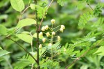 ジャケツイバラ	蛇結茨	Caesalpinia decapetala var. japonica	5～6月