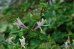 スイカズラ	吸葛	Lonicera japonica	5～7月