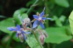 ルリヂシャ(ボリジ)	瑠璃苣	Borago officinalis	3～7月