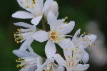 20150516ウツギ	空木	Deutzia crenata	5～7月