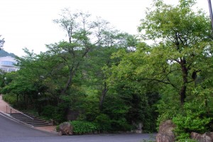 20150518カキノキ（柿木） (2)