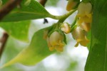 カキノキ	柿の木	Diospyros kaki	5～6月