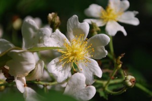 20150519ノイバラ（野茨・野薔薇）  (1)