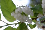 20150604ネジキ	捩木	Lyonia ovalifolia var. elliptica 	5～7月