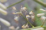 20150707タケニグサ	竹似草	Macleaya cordata	7～8月