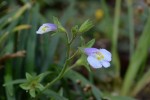 20151009トキワハゼ（常盤爆）の花-1