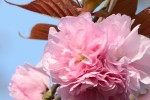 20160413サクラ‘ハナガサ’	桜‘花笠’	Cerasus lannesiana‘Hanagasa’ 	4月