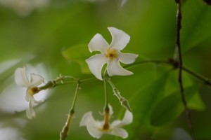 テイカカズラ 定家葛 の花 広島 海の見える杜美術館 うみもりブログ