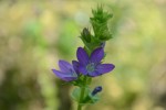 キキョウソウ	桔梗草	Specularia perfoliata	5～7月