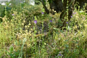 20150604キキョウソウ（桔梗草） (2)