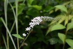 20150630オカトラノオ	丘虎の尾	Lysimachia clethroides	6～7月