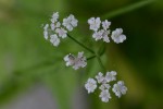 20150630ヤブジラミ	藪虱	Torilis japonica	5～7月