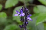 サルビア・ファリナセア・インディゴスパイアス(ラベンダーセージ)		Salvia farinacea　Indigo Spires	6～11月