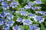 ガクアジサイ	紫陽花	"　Hydrangea macrophylla 　　　　form. Normalis"	5～7月