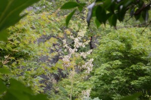 20150707タケニグサの花 (3)