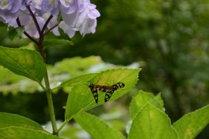 20150707タケニグサの花 カノコガ