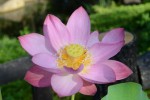 ハス	蓮	Nelumbo nucifera	7～8月