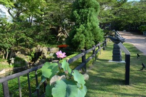 20150810ハスの花 (2)