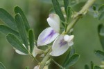 20150911メドハギ	筮萩	Lespedeza cuneata	8～10月