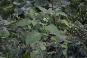 20150925イヌホオズキの花と実と (3)