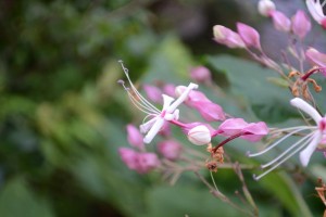 20150926クサギの花 (1)