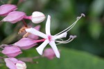 20150926クサギ	臭木	Clerodendrum trichotomum	7～9月