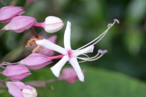 20150926クサギの花 (2)