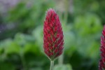 ベニバナツメクサ(クリムソンクローバー)	紅花詰草	Trifolium incarnatum	5～9月