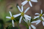 20150927 シラヤマギク	白山菊	Aster scaber	8～10月