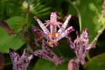 ホトトギス	杜鵑草	Tricyrtis hirta	8～10月