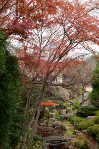 20151212紅葉が続いています (1)