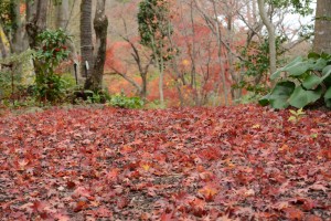 20151212紅葉が続いています (3)