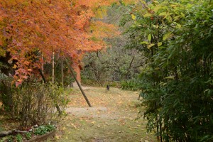 20151213タイワンフウの紅葉 (1)