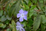 ツルニチニチソウ	蔓日々草	Vinca major	4～6月