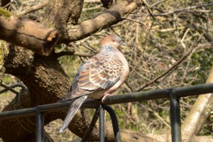 20160114ハト（鳩）