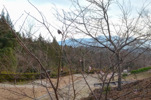 20160119  カワヅザクラ(河津桜)が咲きました (1)