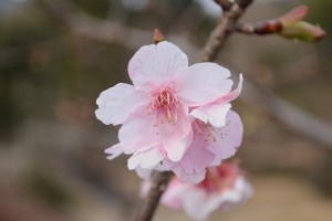20160119  カワヅザクラ(河津桜)が咲きました (2)
