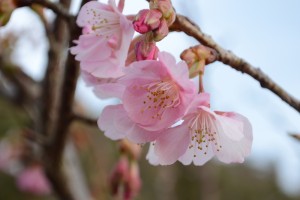 20160119  カワヅザクラ(河津桜)が咲きました (3)