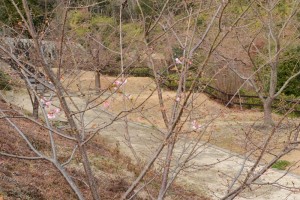 20160119  カワヅザクラ(河津桜)が咲きました (4)
