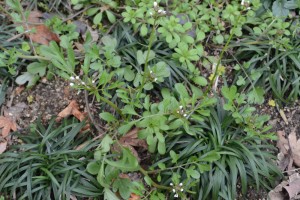 20160219オオバタネツケバナ（大葉種漬花）の花 (1)