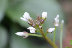 20160219オオバタネツケバナ（大葉種漬花）の花 (2)