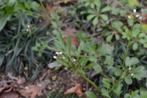 20160219オオバタネツケバナ（大葉種漬花）の花 (3)