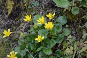 20160220キクザキリュウキンカ（菊咲立金花)の花 (1)