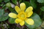 キクザキリュウキンカ	菊咲立金花	Ficaria verna	3～5月