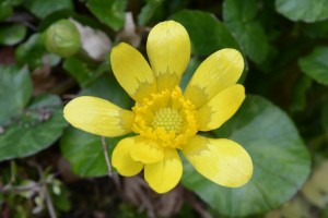 20160220キクザキリュウキンカ（菊咲立金花)の花 (2)