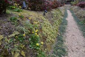 20160220キクザキリュウキンカ（菊咲立金花)の花 (3)