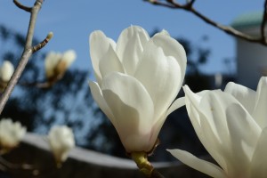 20160323ハクモクレンの花が咲きました (1)